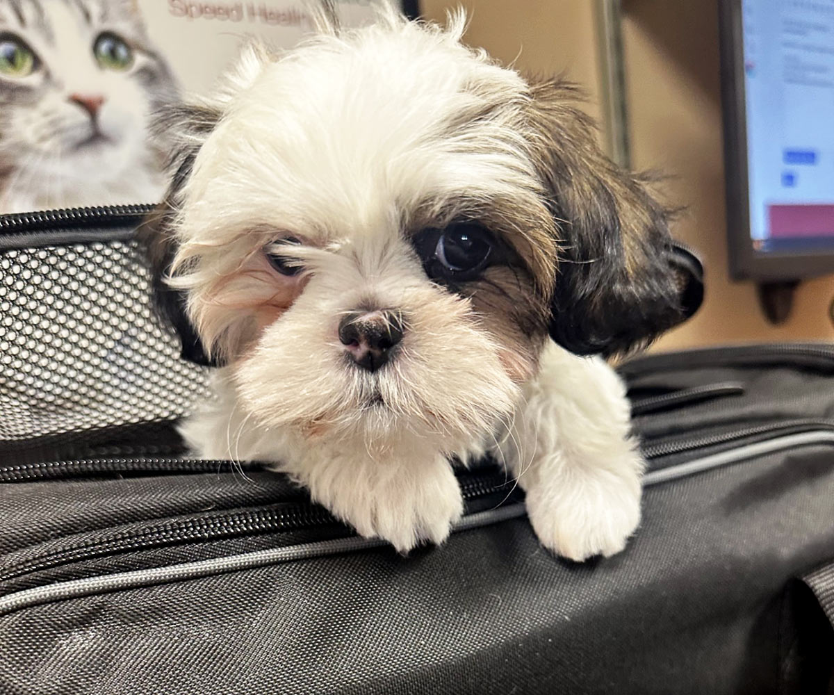 aboutus-dayhollowanimalhospital small brown and white puppy perching on a bag at the veterinary hospital