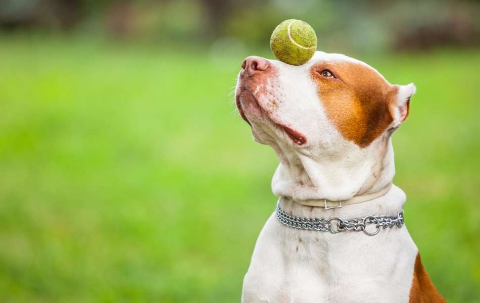 Cute Puppy Playing