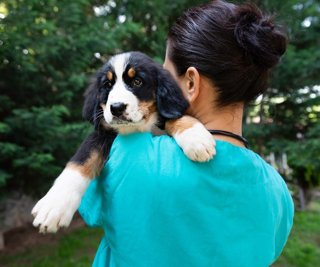 aboutus-dayhollowanimalhospital Day Hollow Veterinary Reviews