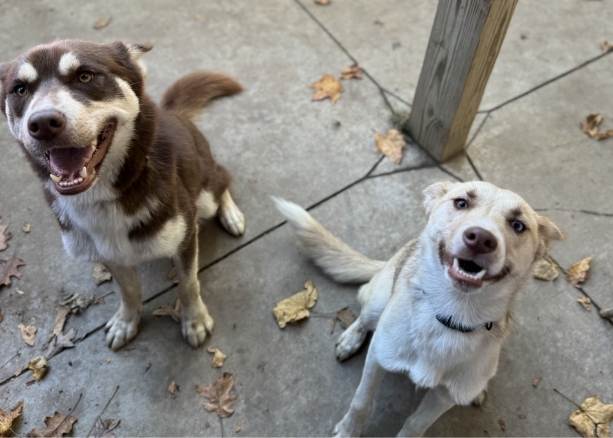 Doggie Daycare in Owego