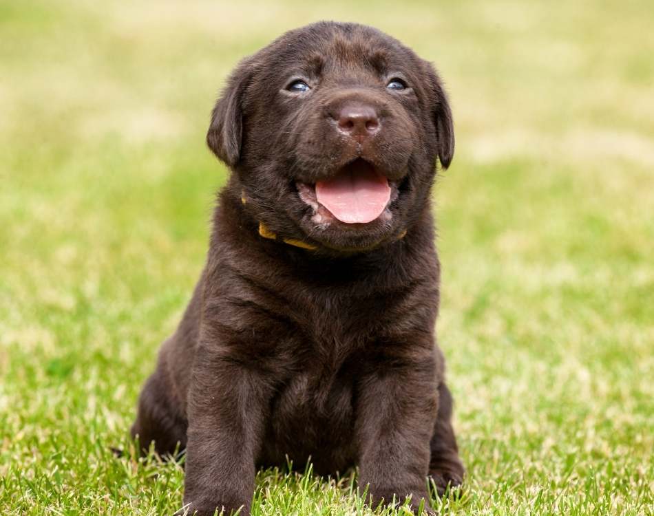 aboutus-dayhollowanimalhospital Get your pet's medication in no time