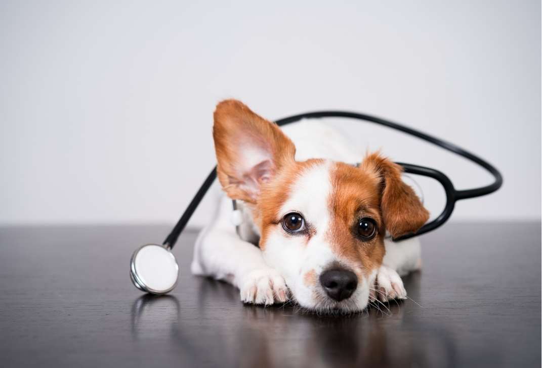 Pet After-Hours Support