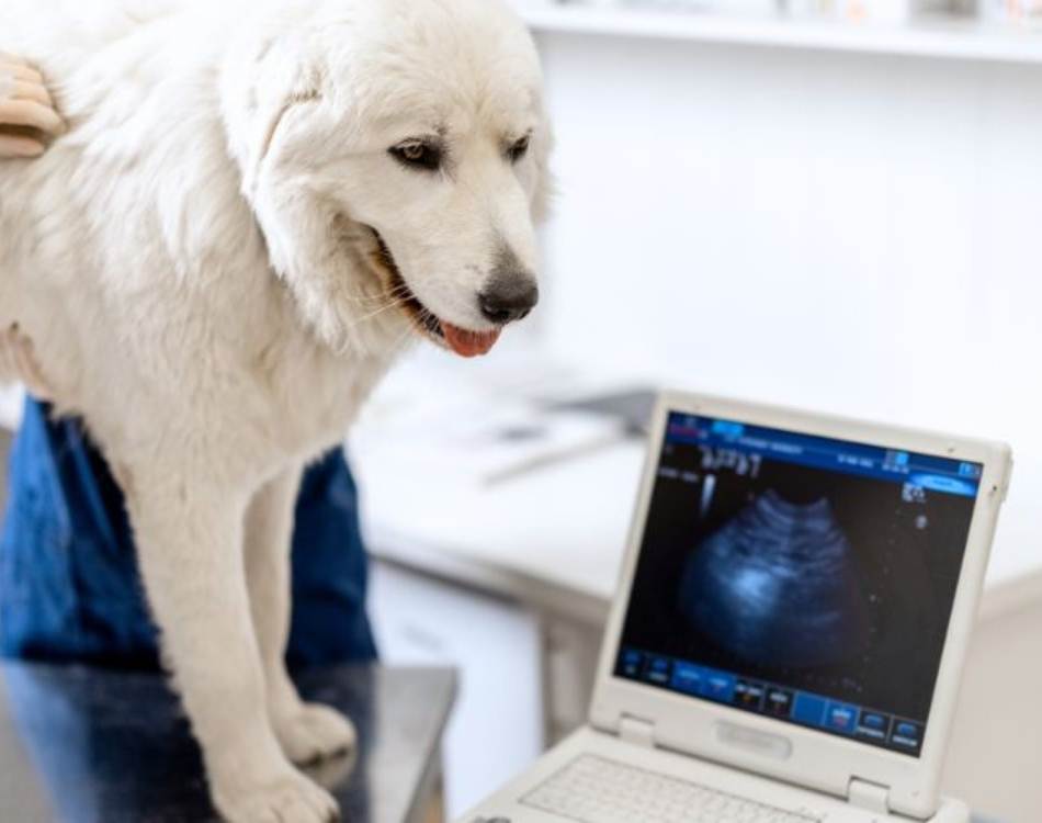 aboutus-dayhollowanimalhospital Pet-Comprehensive-Diagnostics