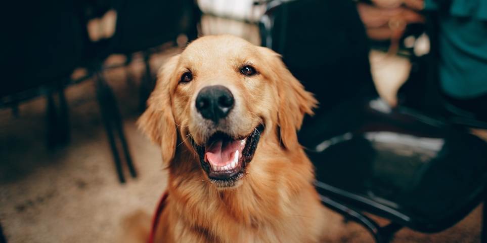 Pet Dental X-Rays