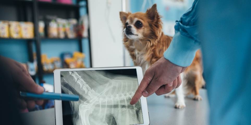 Pet Digital X-Rays