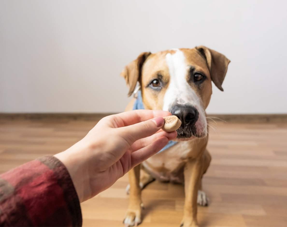 aboutus-dayhollowanimalhospital Pet Health Articles from Trusted Veterinary Professionals