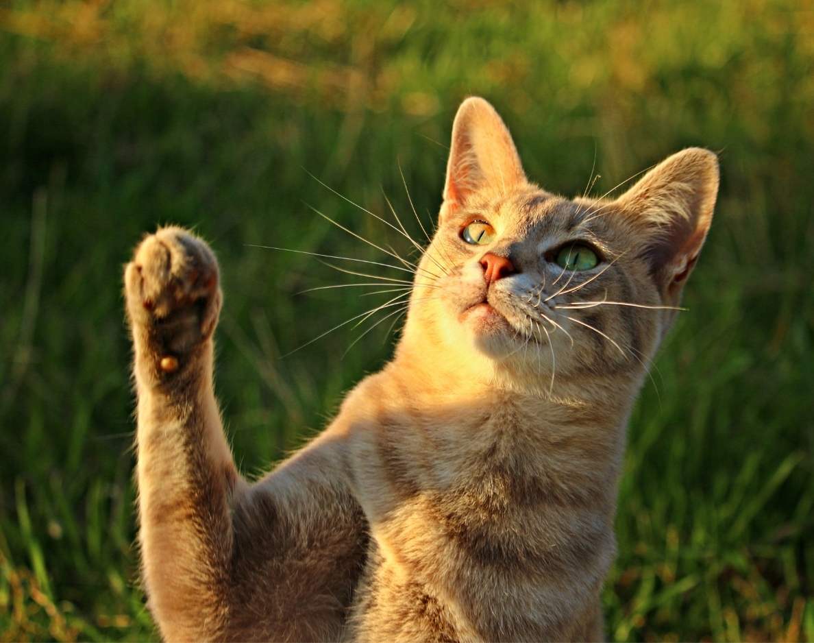aboutus-dayhollowanimalhospital Pet Health Care Made Easy