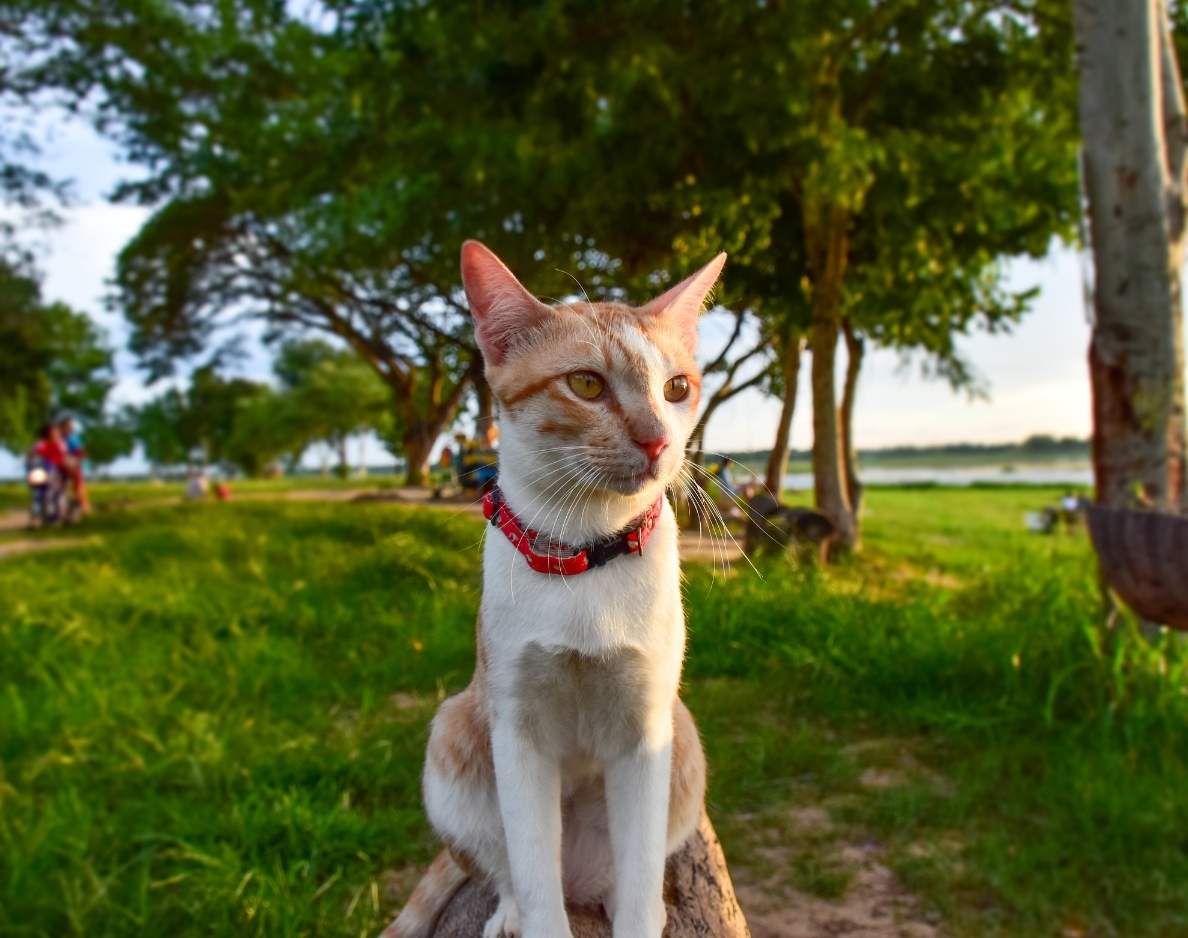 Pet Health is important