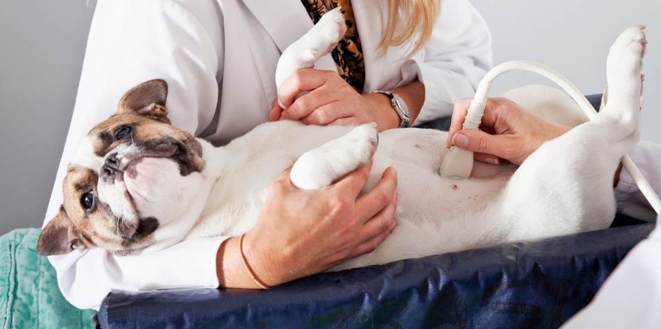 Pet Ultrasound Imaging