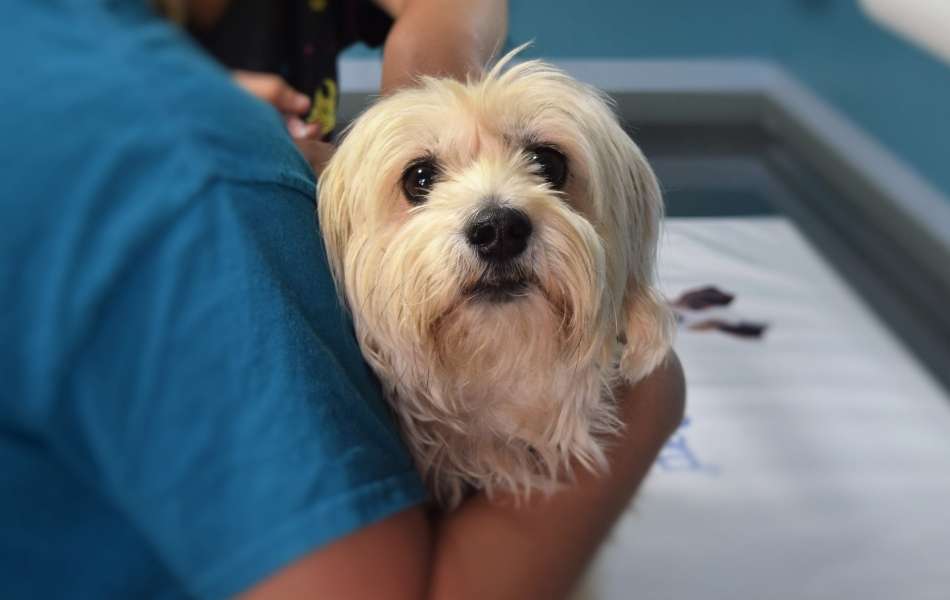 Pet Vaccination required