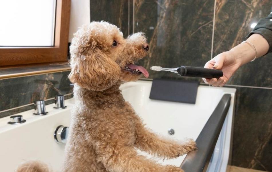 At-Home Dental Care Tips
