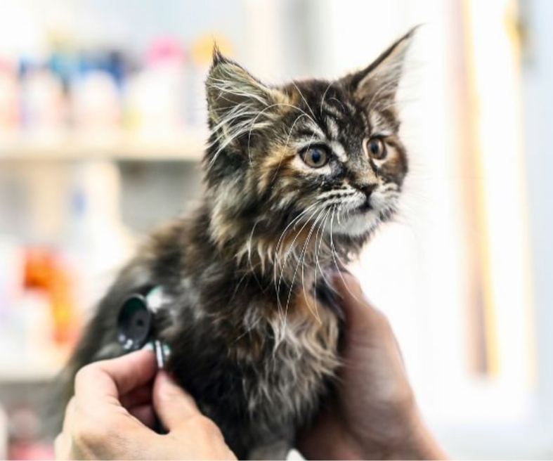 aboutus-dayhollowanimalhospital Pet-same-day-urgent-vet-care