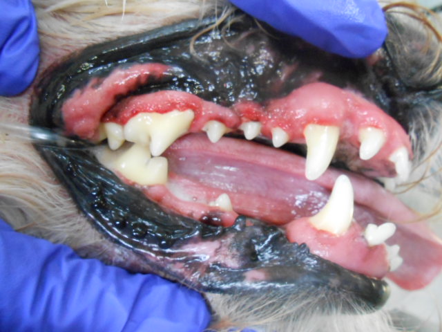 Professional Pet Dental Cleaning after 1 Professional Pet Dental Cleaning after 1