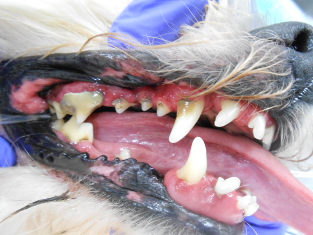 Professional Pet Dental Cleaning before 1 Professional Pet Dental Cleaning before 1