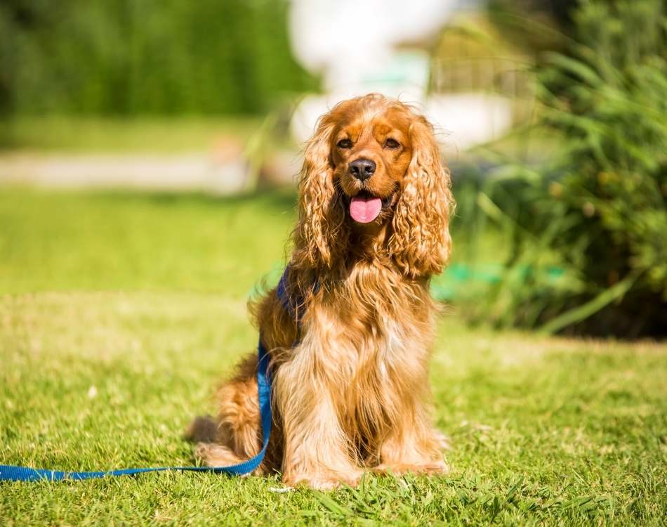 aboutus-dayhollowanimalhospital Questions about your pet's health