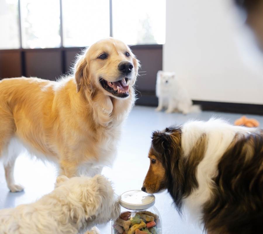 Requirements for Dog Daycare Enrollment