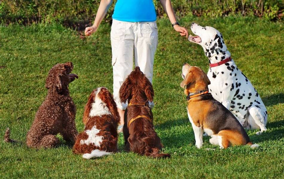 Training Through Daycare