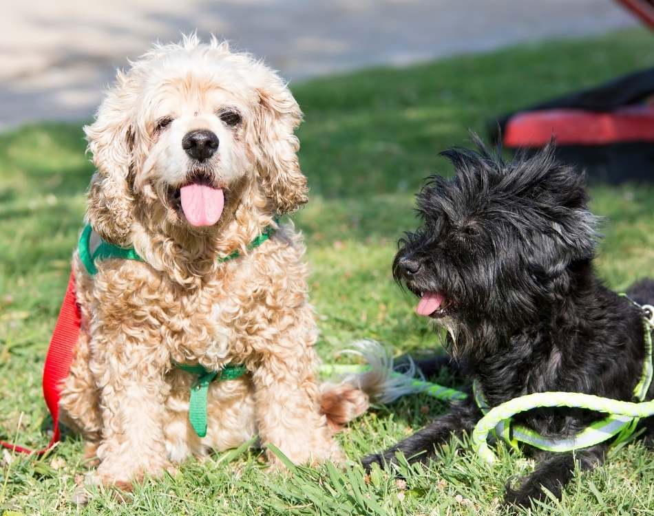 aboutus-dayhollowanimalhospital Two puppies sitting together in the gardern