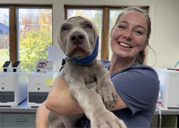 Urgent Pet Care Services