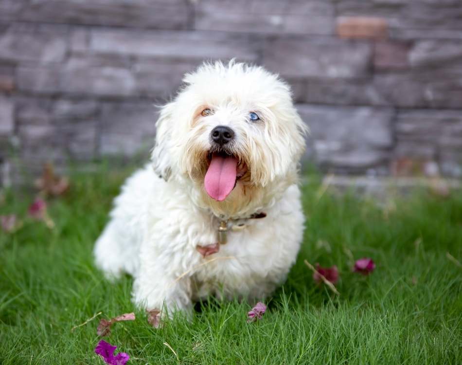 aboutus-dayhollowanimalhospital Your pet's first visit made easy