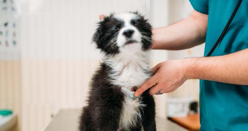 Your pet's health concern tips