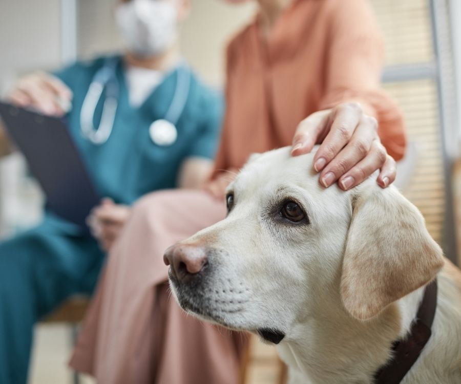 aboutus-dayhollowanimalhospital Your-pets-health-emergency