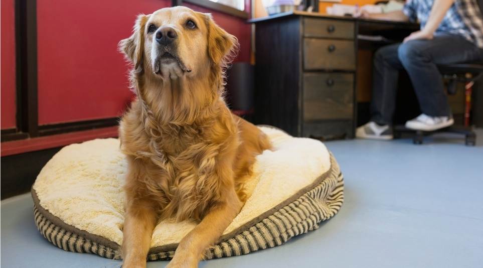 Your pet's real-world skills