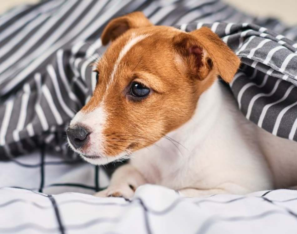 aboutus-dayhollowanimalhospital dog-daycare-program-in-Owego-NY