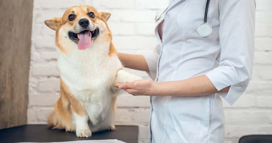 pet health concerns can be managed easily