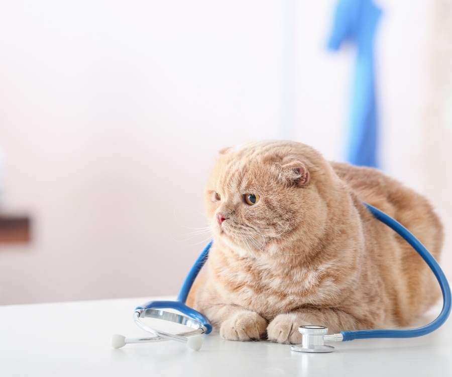 sudden pet illness
