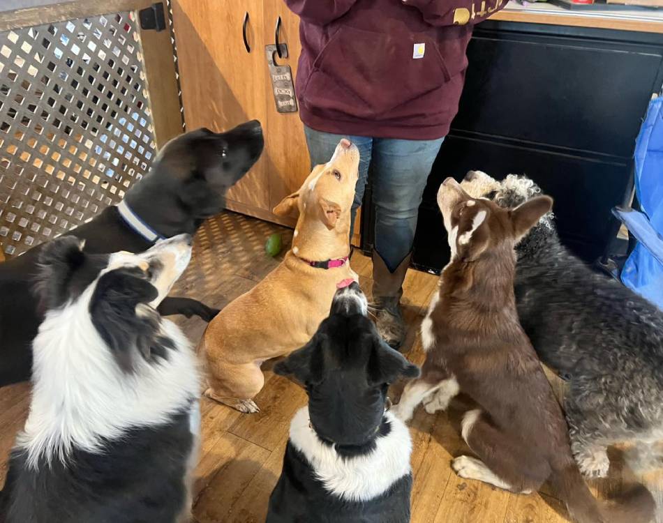 A group of dogs sit attentively around a trainer