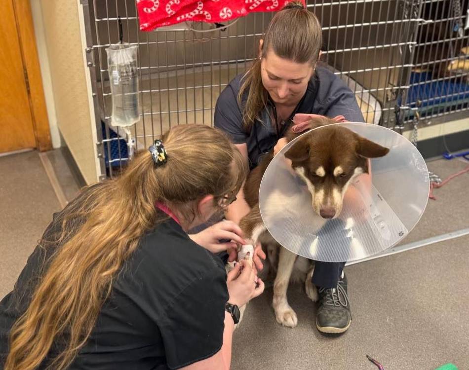 Veterinary staff treat an injured dog wearing a cone