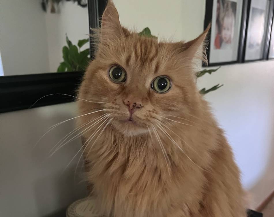 cat sitting and looking straight