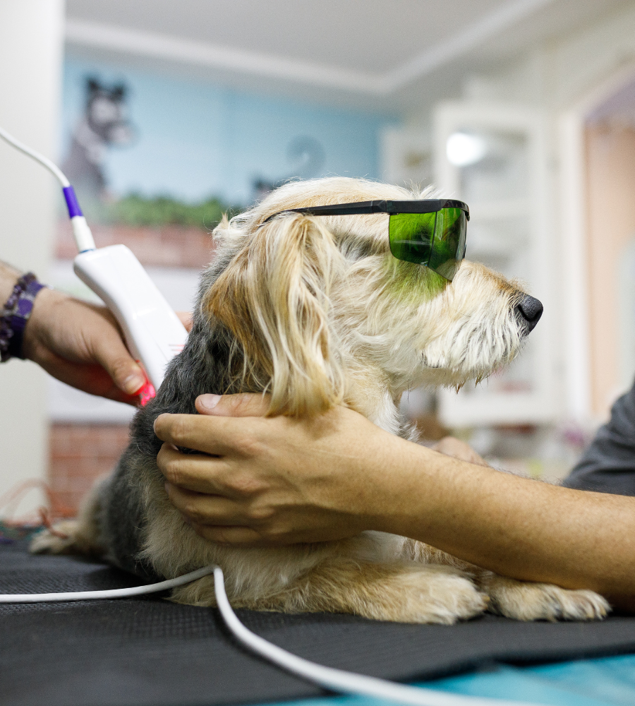 dog getting laser therapy treatment