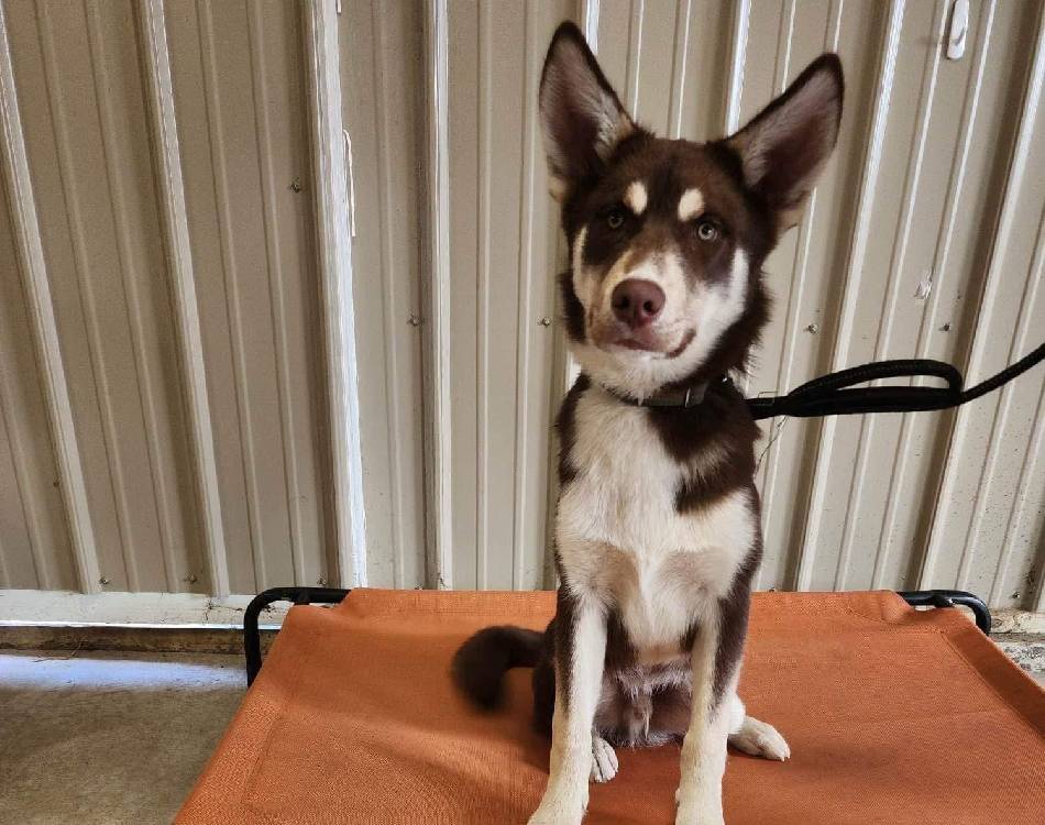 dog sitting inside