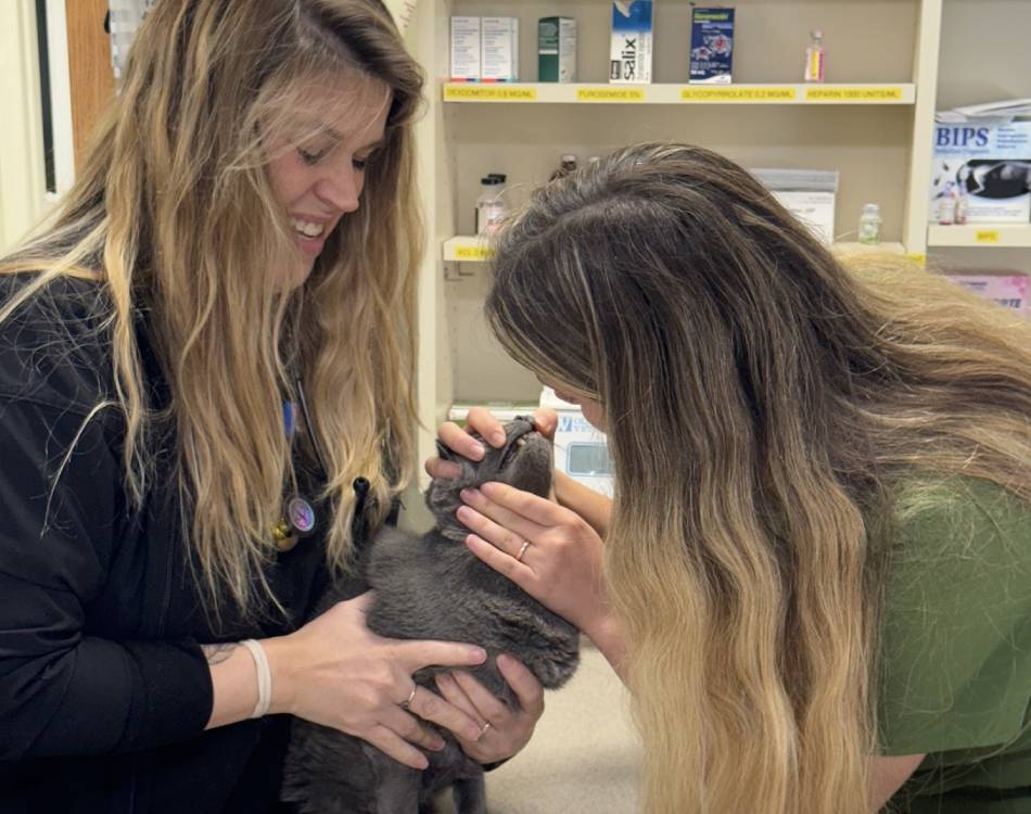girl checking the pet