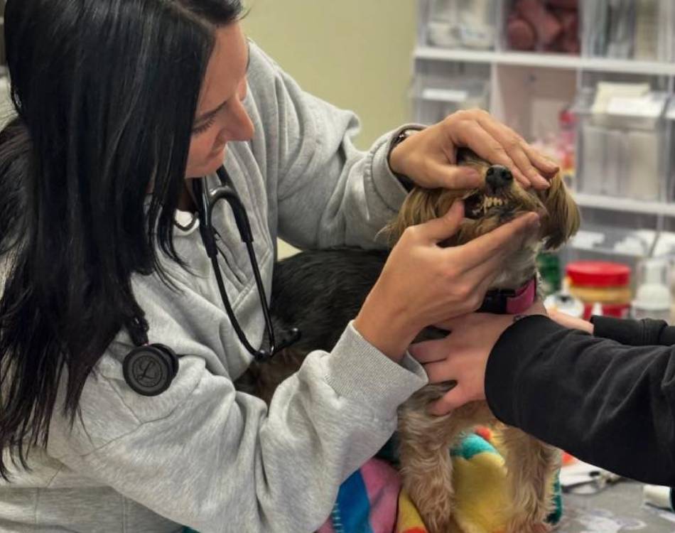 pet dental treatment by doctor pet dental treatment by doctor