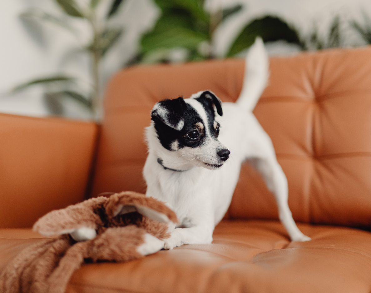 aboutus-dayhollowanimalhospital dog playing on a couch with a blanket