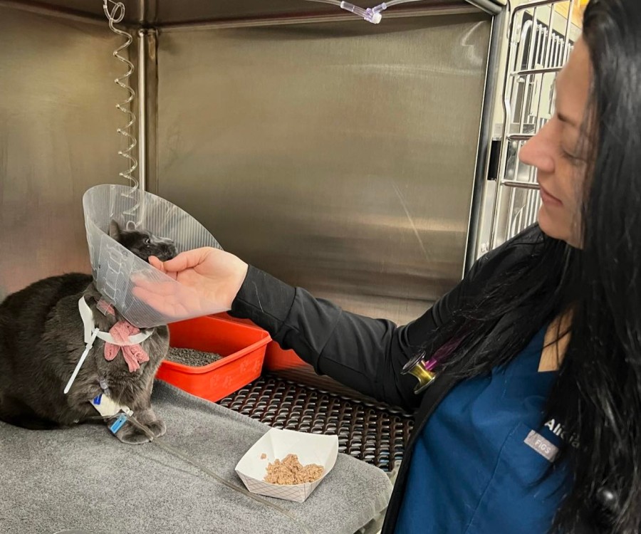 aboutus-dayhollowanimalhospital Vet giving food to a cone wearing cat
