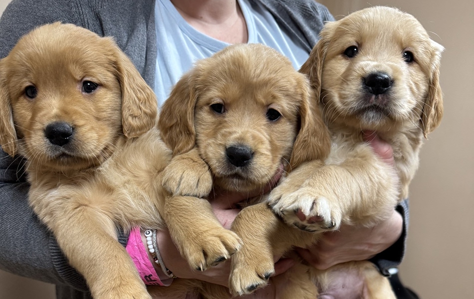Girl holding three puppies