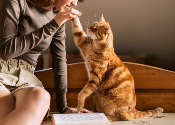 positive-dog-training